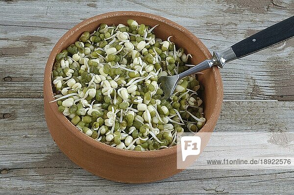Mung bean sprouts in bowl (Vigna mungo) (Phaseolus mungo)  Mungobohnen  Sprossen in Schale  Jerusalembohnen (Phaseolus radiatus) Keimlinge