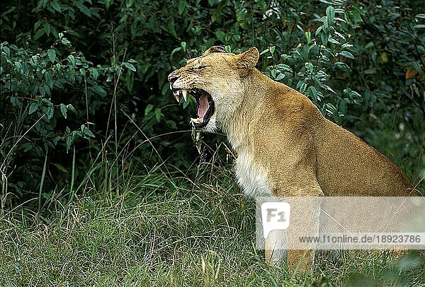 Afrikanischer Löwe (panthera leo)  Weibchen gähnend