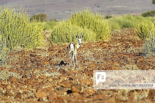 Namibia  Afrika. Springbockantilope  Afrika