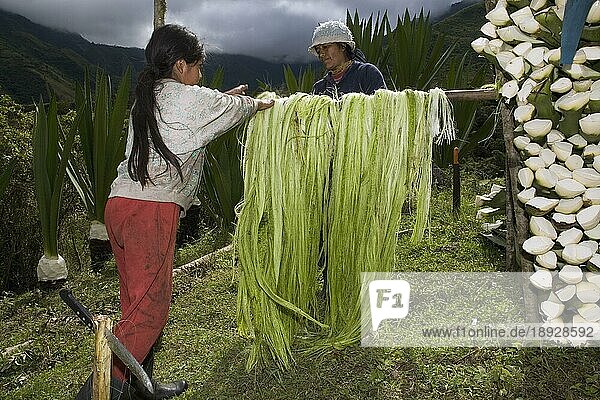 Frau und Tochter binden Sisalfasern zusammen  Herstellung von Sisalfasern  Casarpamba  Provinz Imbabura  Ekuador  Sisal-Agave (Agave sisalana)