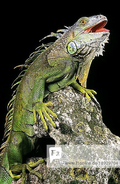 Grüner Leguan (iguana iguana)  Erwachsener auf Felsen mit offenem Maul