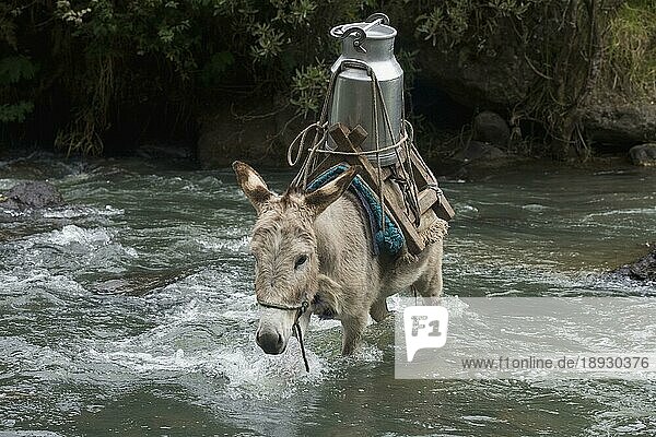 Hausesel durchquert Fluss  transportiert Milchkanne  Irubi  Provinz Imbabura  Ekuador  Esel