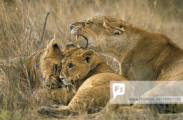 Afrikanischer Löwe (Panthera leo)  Weibchen mit Jungtier  Masai Mara Park in Kenia