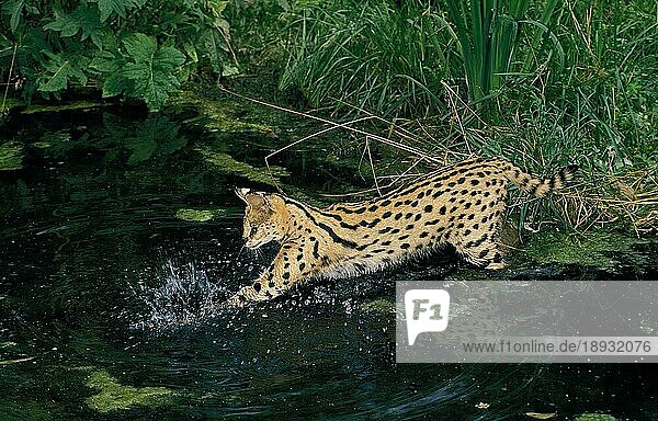 SERVAL (leptailurus serval)  ADULT FISHING