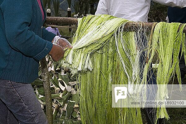 Frau bindet Sisalfasern zusammen  Herstellung von Sisalfasern  Casarpamba  Provinz Imbabura  Ekuador  Sisal-Agave (Agave sisalana)
