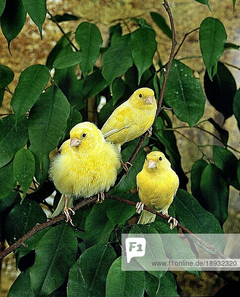 Gelbe Kanarienvögel (Serinus canaria)