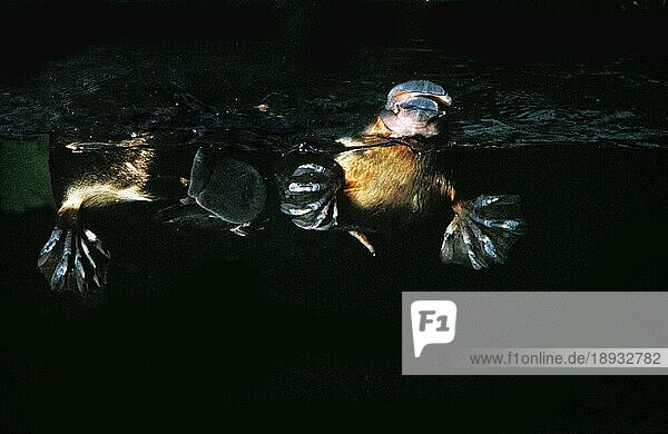 Schnabeltier (Ornithorhynchus anatinus)  Paarung kurz vor der Paarung  Australien  Ozeanien