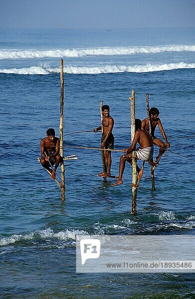 Männer beim Stelzenfischen  Sri Lanka  Angler  Asien