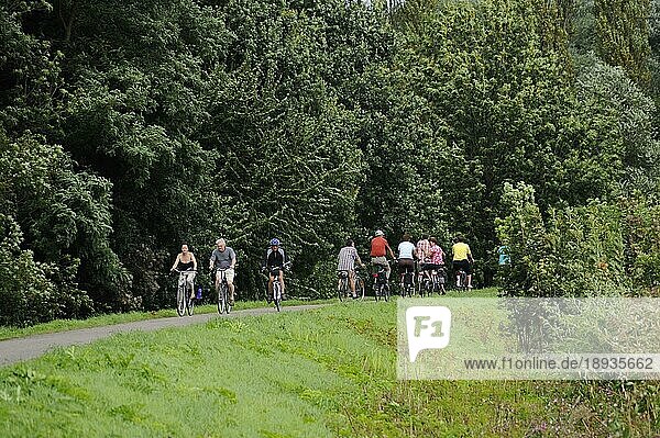 Radfahrer auf Radweg  Dilsen-Stokkem  Limburg  Flandern  Belgien  Europa