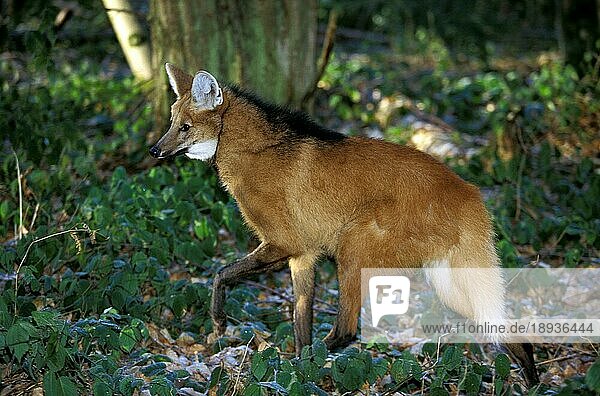 Mähnenwolf (chrysocyon brachyurus)  adult