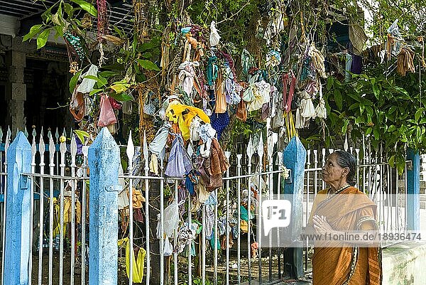 Unfruchtbare Frauen haben Hängematten in den Tempelbaum gebunden und flehen Gott an  ihren Wunsch  schwanger zu werden  in Swamimalai bei Kumbakonam  Tamil Nadu  Südindien  Indien  Asien  zu erfüllen  Asien