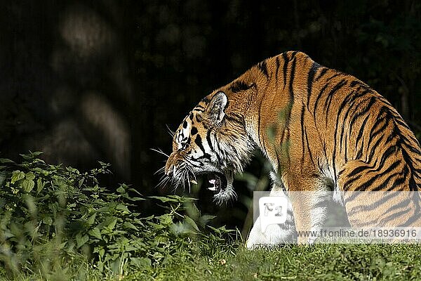 Sibirischer Tiger (Panthera tigris altaica)  droht  im Gras  captive  Bayern  Deutschland  Europa