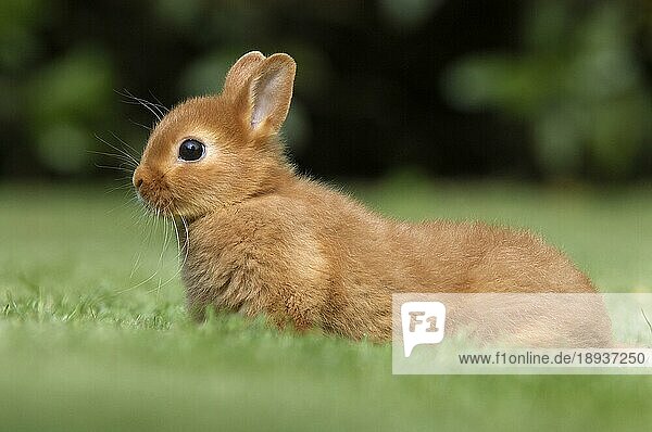 Dwarf Rabbit  Zwergkaninchen  Farbenzwerg Rot  Kaninchen  Hauskaninchen  seitlich  side  außen  outdoor portfolio_haustiere
