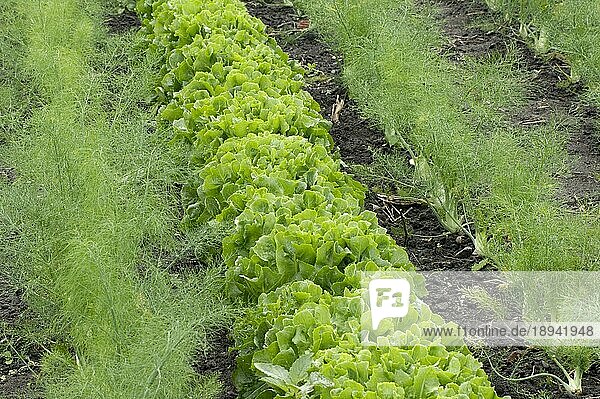 Gemüsefeld  Salat und Fenchel  Bayern  Deutschland  Europa