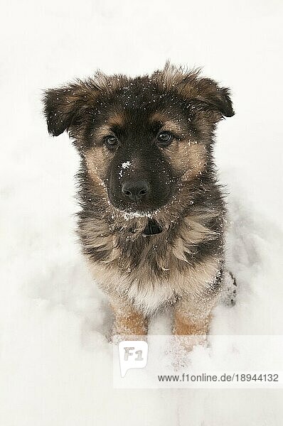 Deutscher Schäferhund langhaariger  langhaariger Welpe  neun (9) Wochen alt  sitzt im Schnee