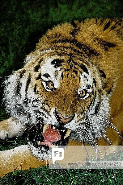Sibirischer Tiger (panthera tigris altaica)  Porträt eines erwachsenen Tieres in Verteidigungshaltung  knurrend