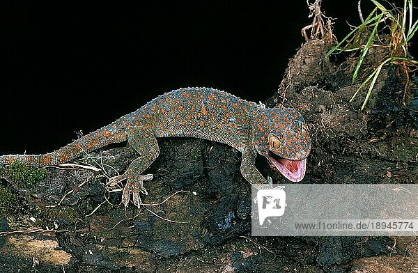 Tokay Gecko (gekko gecko)  Erwachsener mit offenem Maul  Aggressives Verhalten
