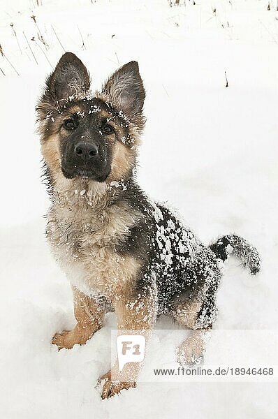 Deutscher Schäferhund (Canis lupus familiaris)  langhaariger Welpe  14 Wochen  im Schnee