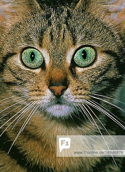 Braun gestromte Hauskatze  Porträt eines Erwachsenen mit grünen Augen
