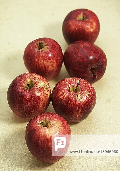 Malus domestica  Kulturapfel  Apfel  Äpfel  Rosengewächse  Royal Gala Apple  malus domestica