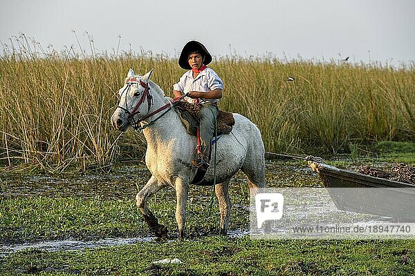 Junger Gaucho zieht mit seinem Pferd ein Boot mit Schilf  traditionelles Transportmittel  Puesto Mingo  Esteros del Iberá  bei Concepción del Yaguareté Corá  Provinz Corrientes  Argentinien  Südamerika