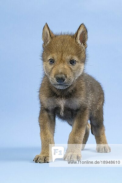 Eurasischer Wolf (Canis lupus lupus)  frontal  Blickkontakt  Welpe  Jungtier  juvenil  captive  3.5 Wochen  Studioaufnahme  Hintergrund blau