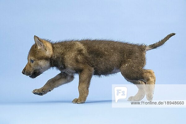 Eurasischer Wolf (Canis lupus lupus)  seitlich  marschiert  Welpe  Jungtier  juvenil  captive  3.5 Wochen  Studioaufnahme  Hintergrund blau