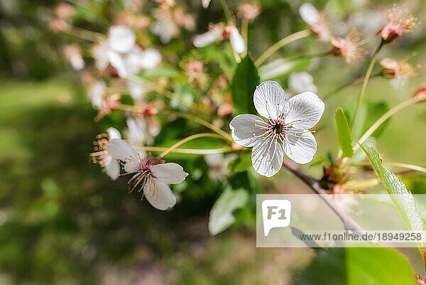 Makro einer einzelnen weißen Kirschblüte  die von der warmen Frühlingssonne beleuchtet wird. Der Hintergrund ist unscharf mit einem Glüheffekt