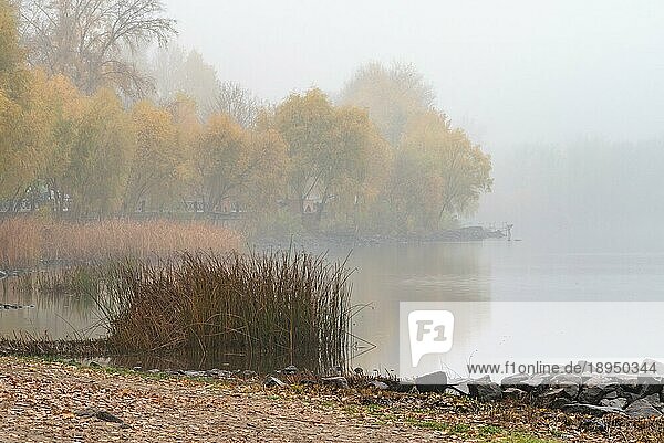 Schilf und Bäume in der Nähe des Flusses Dnjepr in Kiew  Ukraine. Ein sanfter Herbstmorgen  Nebel über dem kalten und ruhigen Wasser. Die Landschaft verschwindet in der Ferne