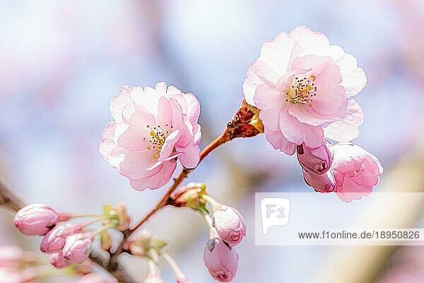 Schöne rosa Kirschblüten (Sakura) unter der warmen Frühlingssonne