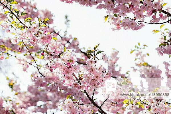 Schöne rosa japanische Kirschblüten  Sakura  unter der warmen Frühlingssonne