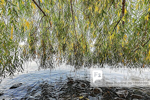 Ein Vorhang aus Trauerweidenzweigen und Blättern in der Nähe des Flusses Dnjepr im Herbst wird vom Wind bewegt. Felsen und gefallene gelbe Blätter im Wasser