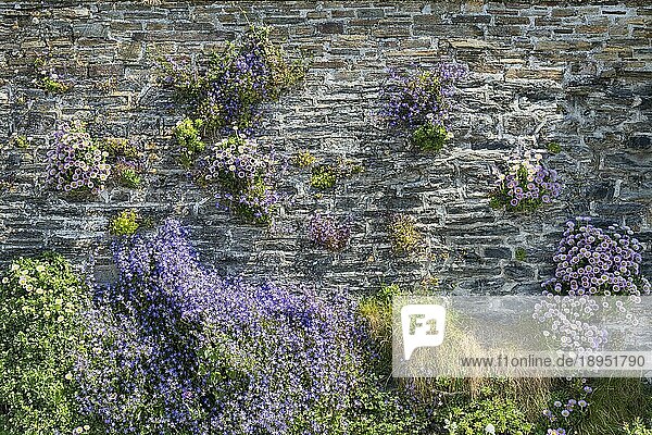 Verschiedene bunte Blüten wachsen aus den Lücken einer Steinmauer  Port Isaac  North Cornwall  England  Großbritannien  Europa