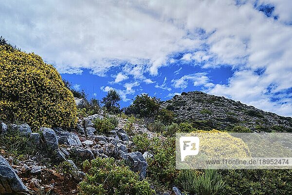Typische schöne Landschaft der Insel Kreta  Griechenland. Frisches Frühlingslaub  blühende Blumen. Blauer Himmel  Hügel und Berge. Selektiver Fokus
