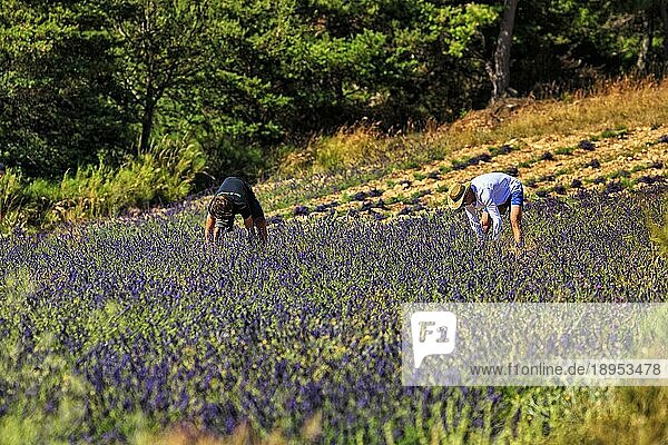 Typische Szene  zwei Arbeiter auf einem Feld  Lavendelfeld  Anbau von Lavendel  Ferrassières  Drôme  Drome  Provence  Frankreich  Europa