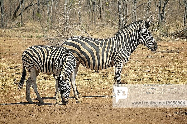 Zebras in der trockenen Savanne auf der Suche nach Nahrung in der heißen Sonne auf leeren Ebenen