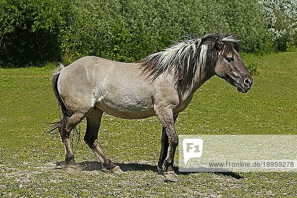 Tarpanpferd (equus caballus) gmelini