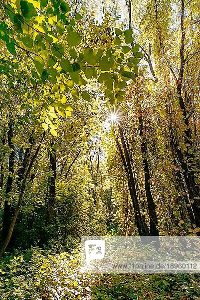 Unentwirrbarer und üppiger gelber Herbstwald an einem sonnigen Tag