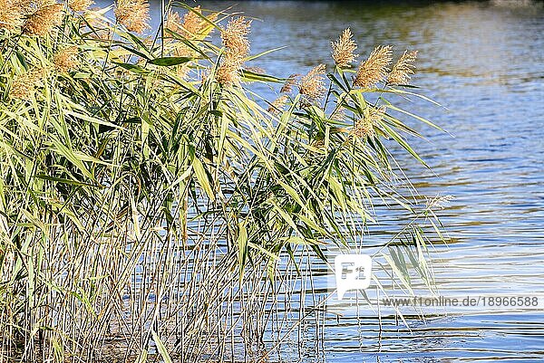(Phragmites australis) Blätter und Blüten in der Nähe des Sees werden im Herbst vom Wind bewegt
