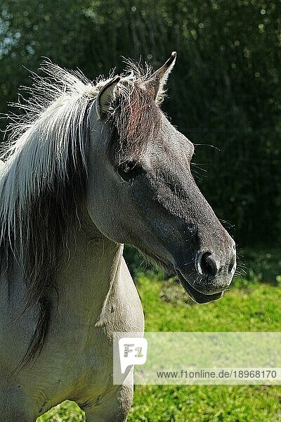 Tarpanpferde (equus caballus) gmelini