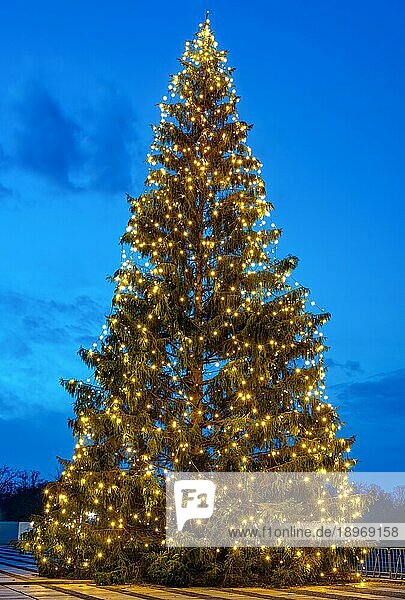 Natürlicher Outdoor-Weihnachtsbaum bei Nacht