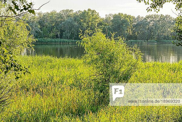 In der Nähe des Sees wächst im Sommer grünes Schilf. In der Mitte wächst eine junge Weide. Das Abendlicht spielt mit dem Wind und schafft eine ruhige Atmosphäre