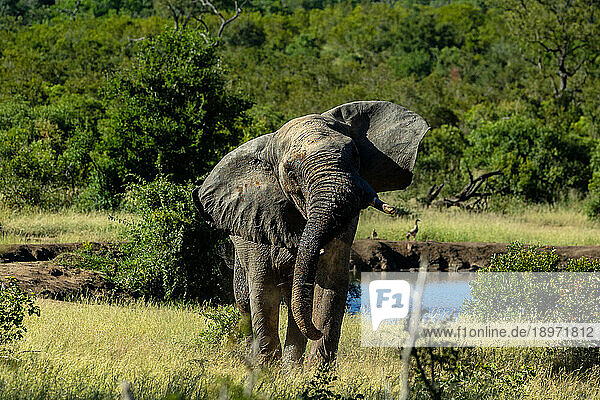 An elephant  Loxodonta africana  shaking its head.