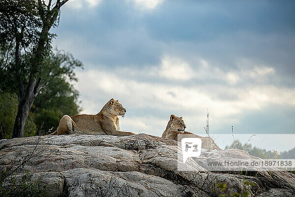 Two lionesses  Panthera leo  lie together on a rock.