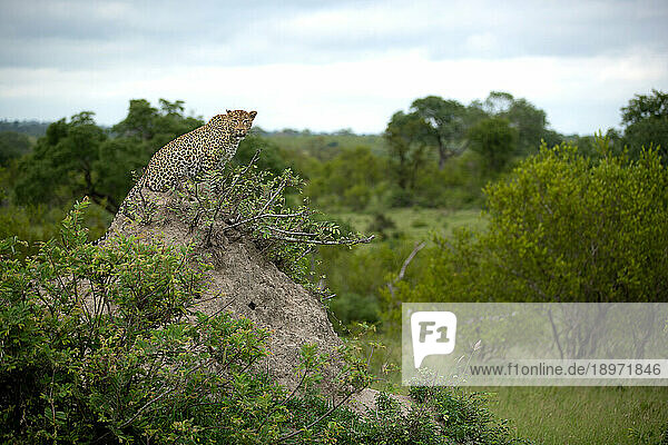 A female leopard  Panthera pardus  sits on top of a mound  looking around.