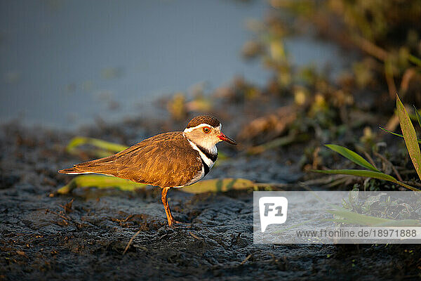 A Three Banded Plover  Charadrius tricollaris  standing in mud.