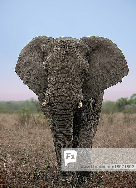 A close-up of an elephant  Loxodonta africana  walking through the grass.