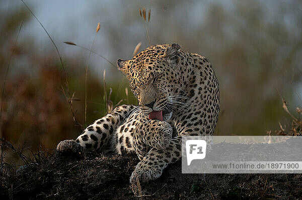 A leopard  Panthera pardus  grooming itself.