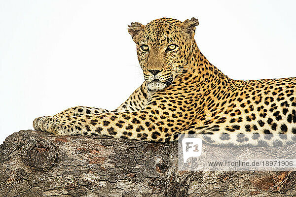 A male leopard  Panthera pardus  resting in a Marula tree  Sclerocarya birrea  looking around.