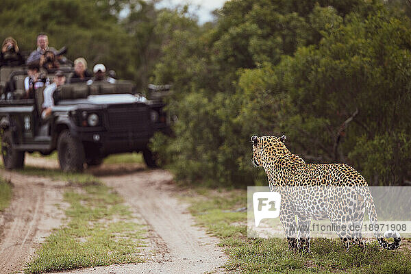 A male leopard  Panthera pardus  standing in front of a safari vehicle.